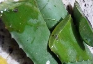 babosa-aloe-vera-enraizador-caseiro-orgânico-