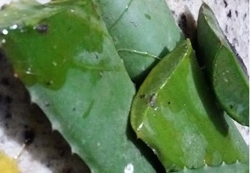 Enraizador Caseiro Orgânico Receitas de Enraizador Adubo Fácil de Fazer