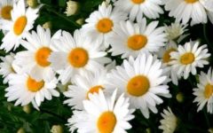 Plantar Margarida com Sementes – Cultivo da Margarida Branca Comum