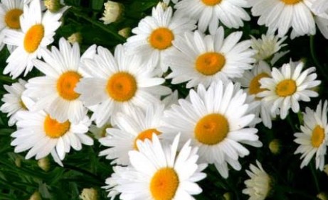 Plantar Margarida com Sementes – Cultivo da Margarida Branca Comum