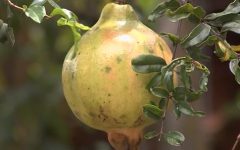 Plantar Romã com Semente ou por Muda – Frutificação e Vitaminas