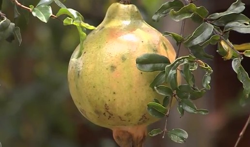 como-plantar-romã-no-chão-e-vaso-