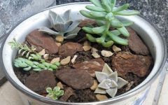 Como Plantar Suculenta em Vaso Sem Furo – Dicas de Rega e Terra