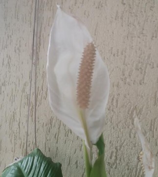 cuidados-com-lírio-da-paz-flor-branca-