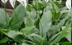 Cuidados com Lírio da Paz – Dicas de Cultivo e Plantio