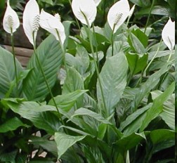 Cuidados com Lírio da Paz – Dicas de Cultivo e Plantio