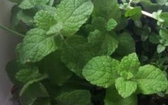 Hortelã Branca Como Plantar, Cuidar da Mentha Rotundifolia/ Suaveolens