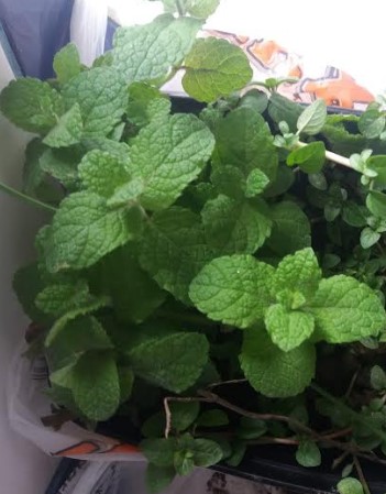 Hortelã Branca Como Plantar, Cuidar da Mentha Rotundifolia/ Suaveolens