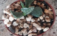 Suculenta Pata de Tartaruga – Cuidar da Adromischus Cooperi, Fazer Muda