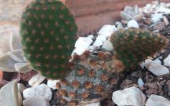 Cacto Orelha de Mickey – Como Cuidar do Mini Cacto Orelha de Coelho