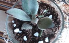 Suculenta Orelhas de Gato, Panda – Foto Cuidados Kalanchoe Tomentosa