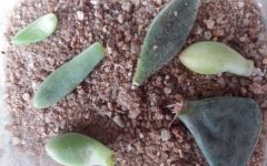 Como Fazer Muda de Suculentas com Folhas ou Touceira Preparar Terra