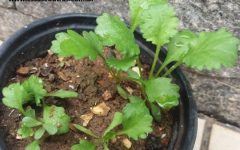 Margarida Branca Gigante – Como Plantar, Mudas e Cuidados com a Flor