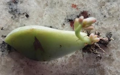 fazer-muda-de-suculentas-com-folhas-da-planta