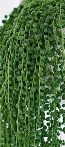 suculenta-colar-de-pérolas-cuidados-