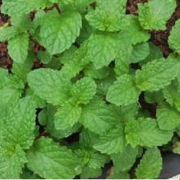 chá-de-hortela-limão-e-abacaxi-como-fazer-