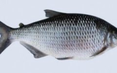 Como Escolher Peixe Fresco – Dicas ao Comprar Peixe, Qual é o Melhor