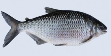 como-escolher-peixe-fresco-andirá-