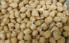 Grão de Bico Germinado – Como Germinar Grãos, Benefícios e Receita
