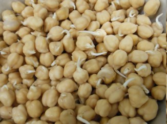 Grão de Bico Germinado – Como Germinar Grãos, Benefícios e Receita