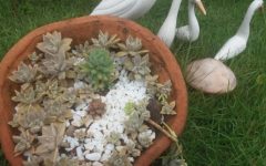 Jardineira de Suculentas Preparar o vaso, Drenagem, Plantar Suculentas