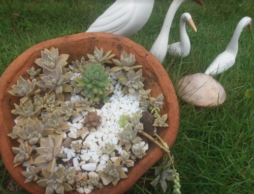 Jardineira de Suculentas Preparar o vaso, Drenagem, Plantar Suculentas