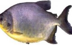 Peixes de Água Doce – Quais São, Nomes, Onde Encontrar, Características
