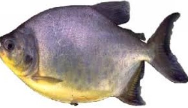 Peixes de Água Doce – Quais São, Nomes, Onde Encontrar, Características