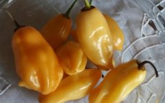 Pimenta de Cheiro – Nutrientes, Vitaminas, Como Plantar e Cuidar