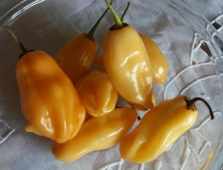 Pimenta de Cheiro – Nutrientes, Vitaminas, Como Plantar e Cuidar