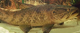 peixes-de-água-doce-tríra-