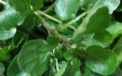 Agrião no Vaso – Fazer Muda e Cultivar Agrião d’água na Horta e Vaso