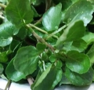 Agrião no Vaso – Fazer Muda e Cultivar Agrião d’água na Horta e Vaso
