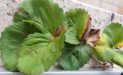 folhas-de-morango-com-fungos-plantas-com-folhas-manchadas-de-marrom-
