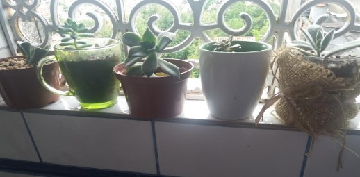 urban-jungle-decorar-com-plantas-