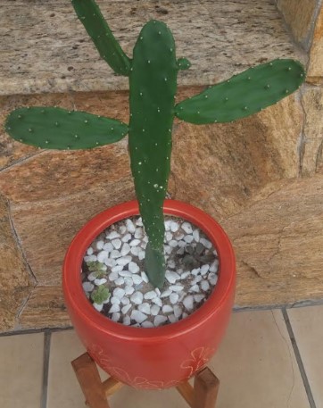 Urban Jungle – O Que É, Dicas de Decoração com Flores Naturais