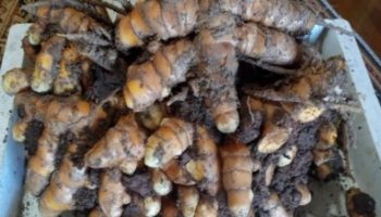 Flor e folha da Cúrcuma – Como Cultivar e Colher Açafrão da Terra