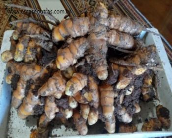 Flor e folha da Cúrcuma – Como Cultivar e Colher Açafrão da Terra