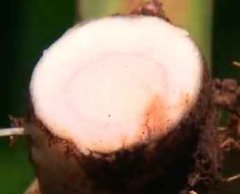 curcuma-zedoária-gengibre-branco-rizoma-