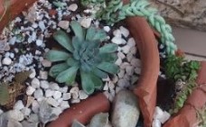 suculentas-echeverias-num-arranjo-em-vaso-