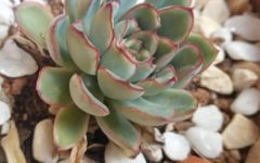 Suculentas Echeverias com Folhas Secando, Fechando, Repolhudas