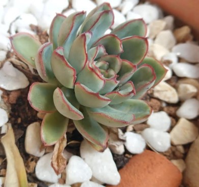 Suculentas Echeverias com Folhas Secando, Fechando, Repolhudas
