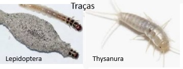 tipos-de-traças-como-acabar-com-traça-de-roupa-livro-cuidados-