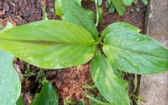 Zedoária, Cúrcuma Zedoária ou Açafrão Roxo – Benefícios, Uso Medicinal