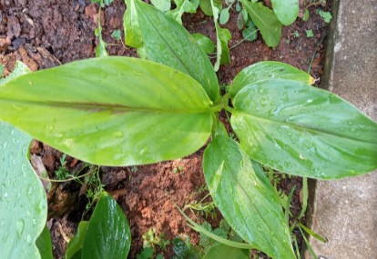 Zedoária, Cúrcuma Zedoária ou Açafrão Roxo – Benefícios, Uso Medicinal