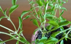 Apaga fogo Planta Comestível Nutrientes Benefícios Alternanthera Sessilis 