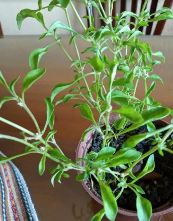 Apaga fogo Planta Comestível Nutrientes Benefícios Alternanthera Sessilis 