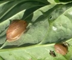 Caramujo na Horta Como Acabar com Remédio Caseiro contra Caracol