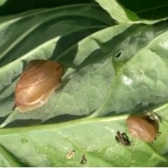 Caramujo na Horta Como Acabar com Remédio Caseiro contra Caracol