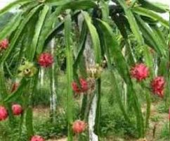 Pitaya de Polpa Vermelha – Dragon Fruit, Fruta Dragão, Plantar Nutrientes